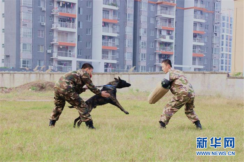 广西东兴拘留所冬季训练提高警犬实战能力